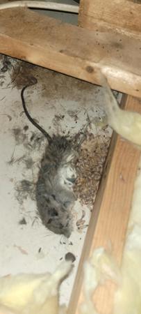 Images Reaper Rodent Removal