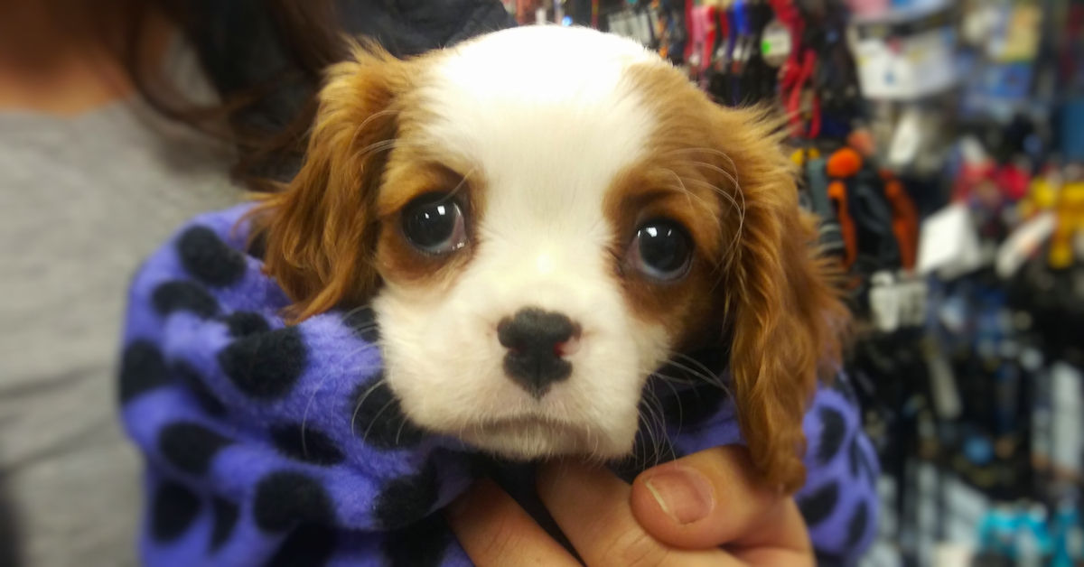 Image of Local Pet Event Free Dog Training Seminar: Kidnapped! From Planet Dog Nearby