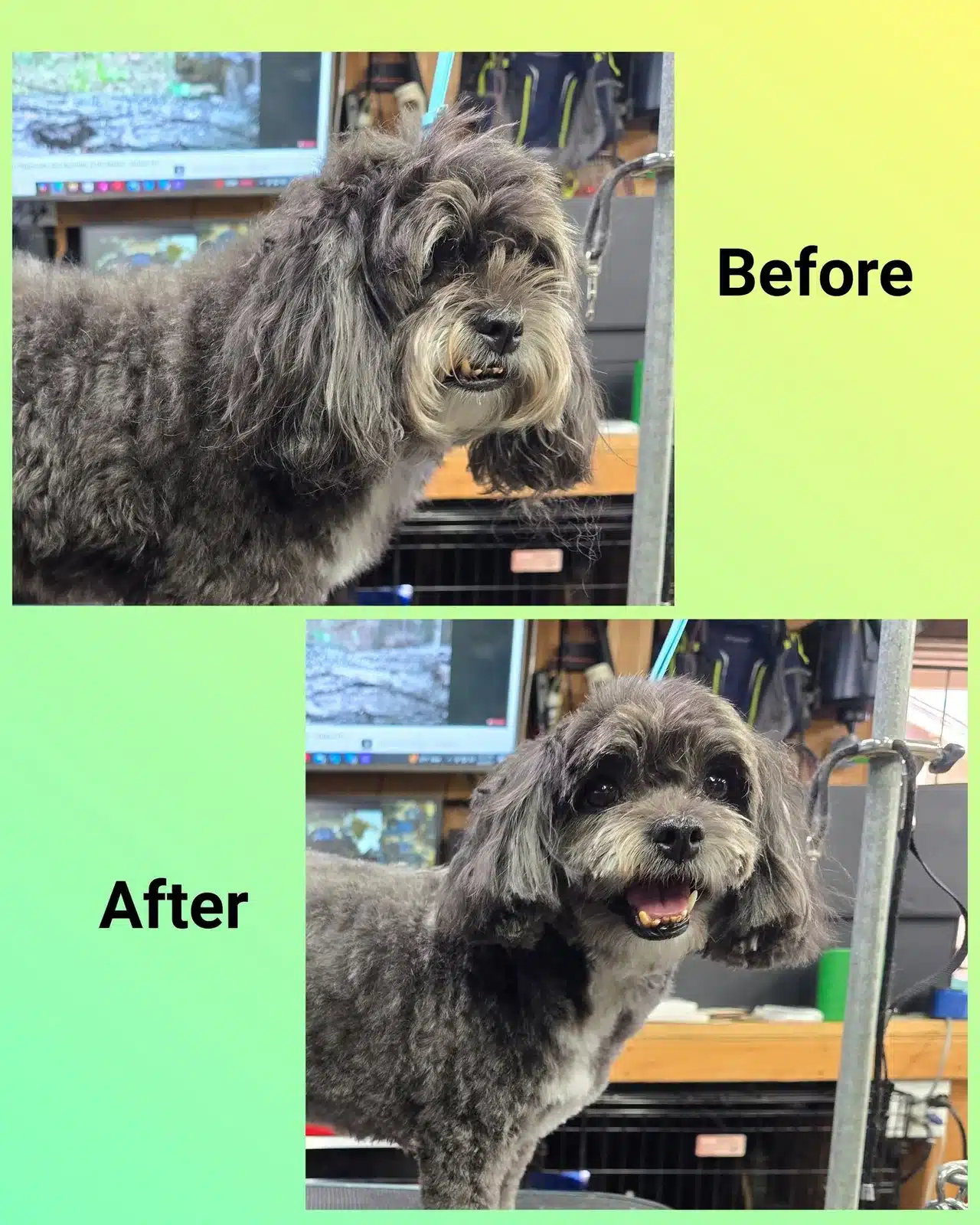 Dog Haircuts