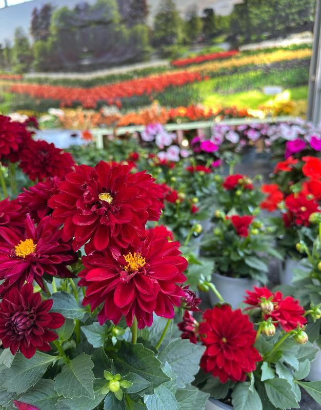 Images Piante Macri'