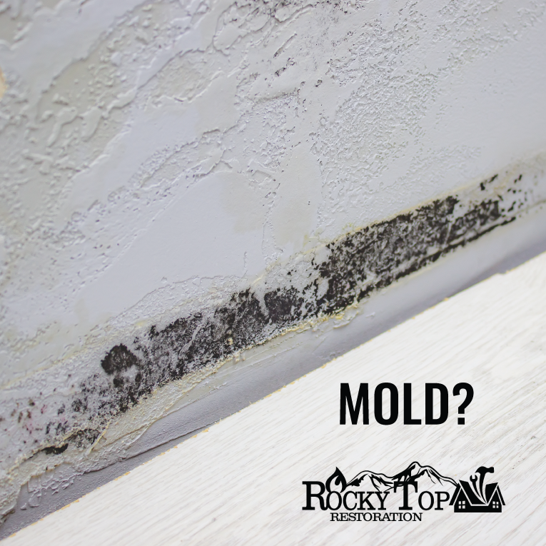 Mold remediation is one of the many services offered by Rocky Top Restoration. Our team will remove the mold from your home, as well as apply steps to prevent the recurrence of mold.