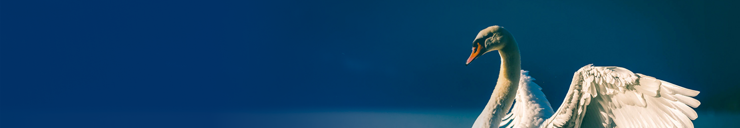 A swan with wide open wings, standing in shallow lake water.