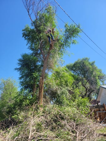 Images Lusher Tree Services