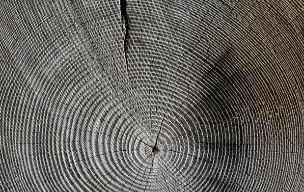 Images Texas Tree Service