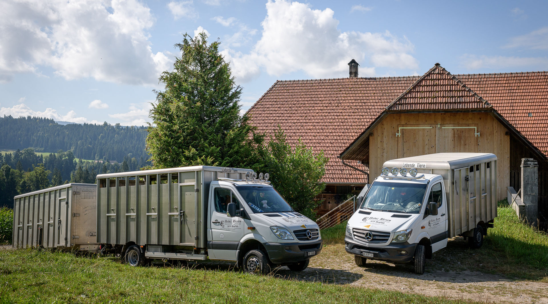 Bilder Viehhandel Riesen