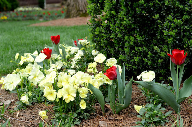 Images Goodin Lawncare