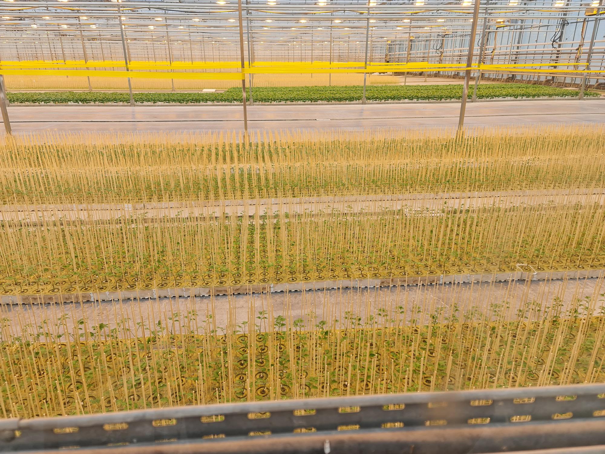 Images Grow Group Palánta Kft.