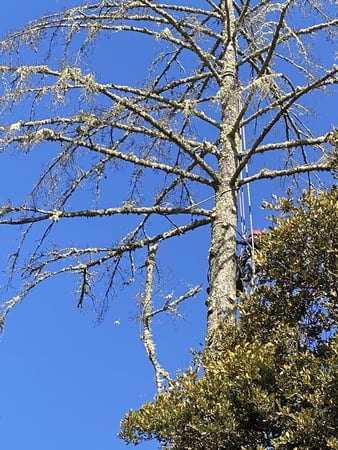 Images JC Tree Care & Landscape