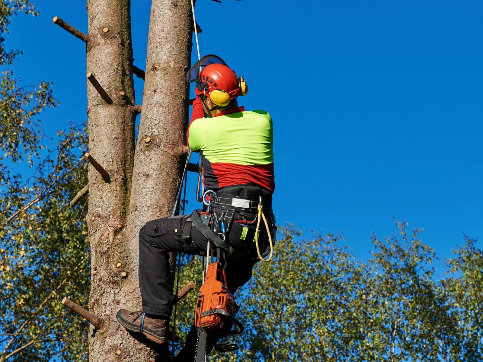 All American Tree Services