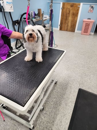 Images Dragonfly Dog Grooming LLC