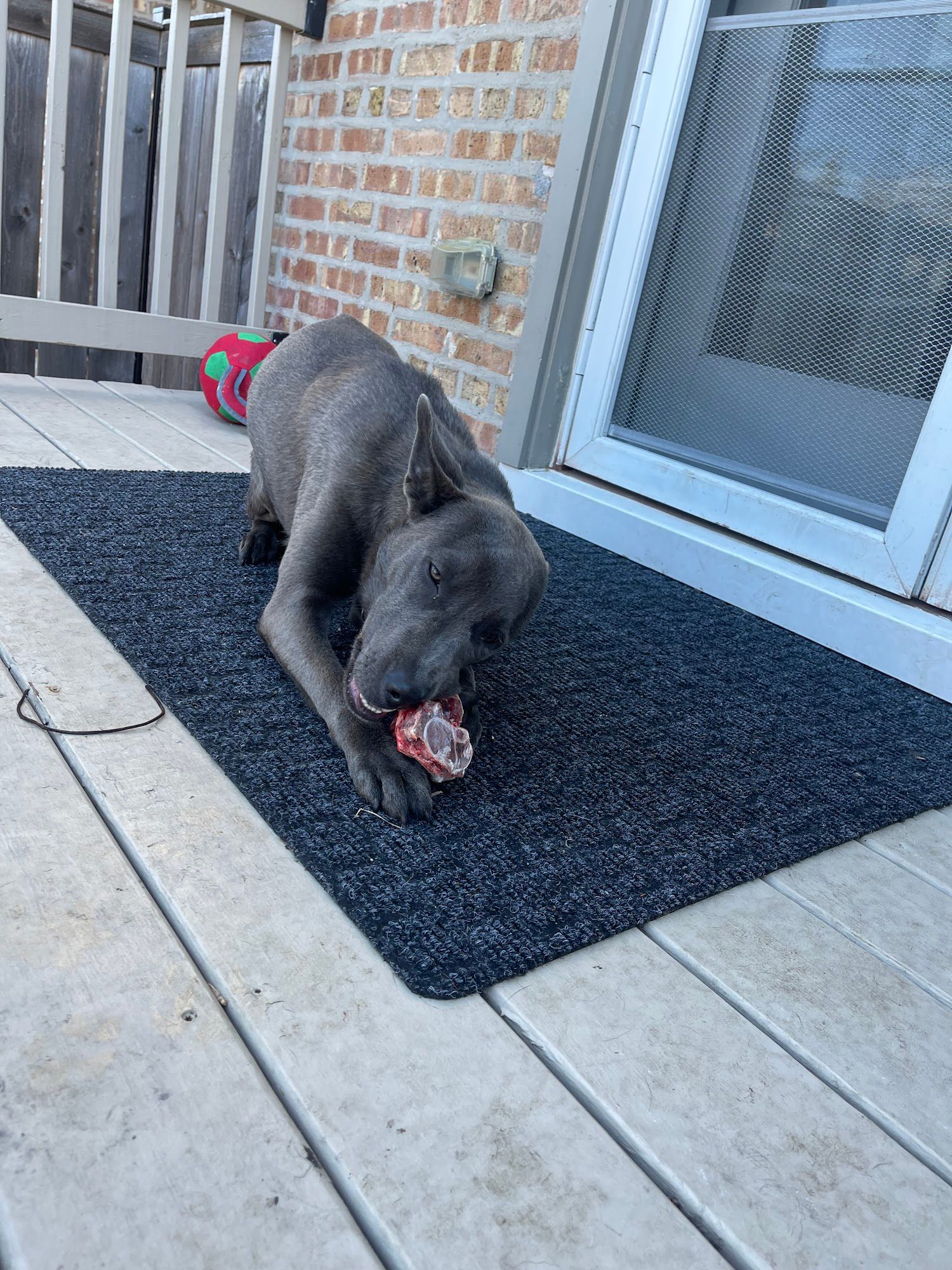 A gray dog lies on a black mat on a wooden deck, chewing a raw bone. A brick wall, sliding screen door, and colorful ball appear in the background.