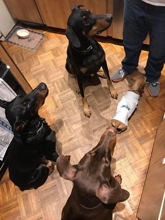 Images Paws On the Avenue