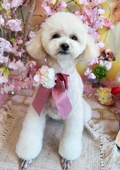 Images dog salon buku2