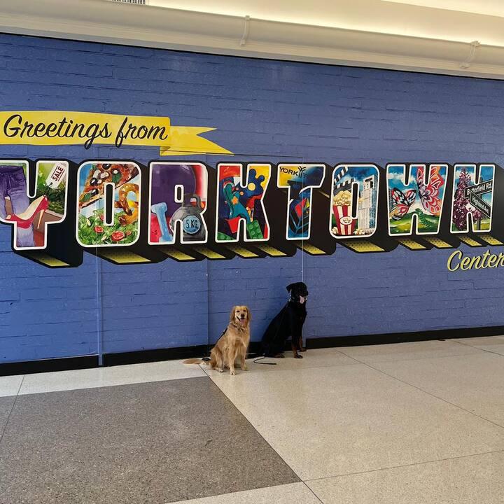 Images K9 Driven Chicago