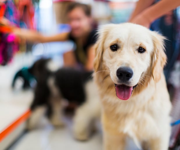 Images Great Outdogs