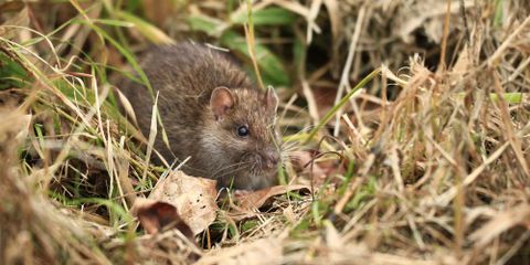 5 Diseases That Rodent Control Experts Warn Against Taylor's Weed & Pest Control LLC Hobbs (575)492-9247