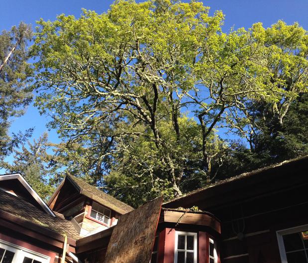 Images Pineda Tree Service