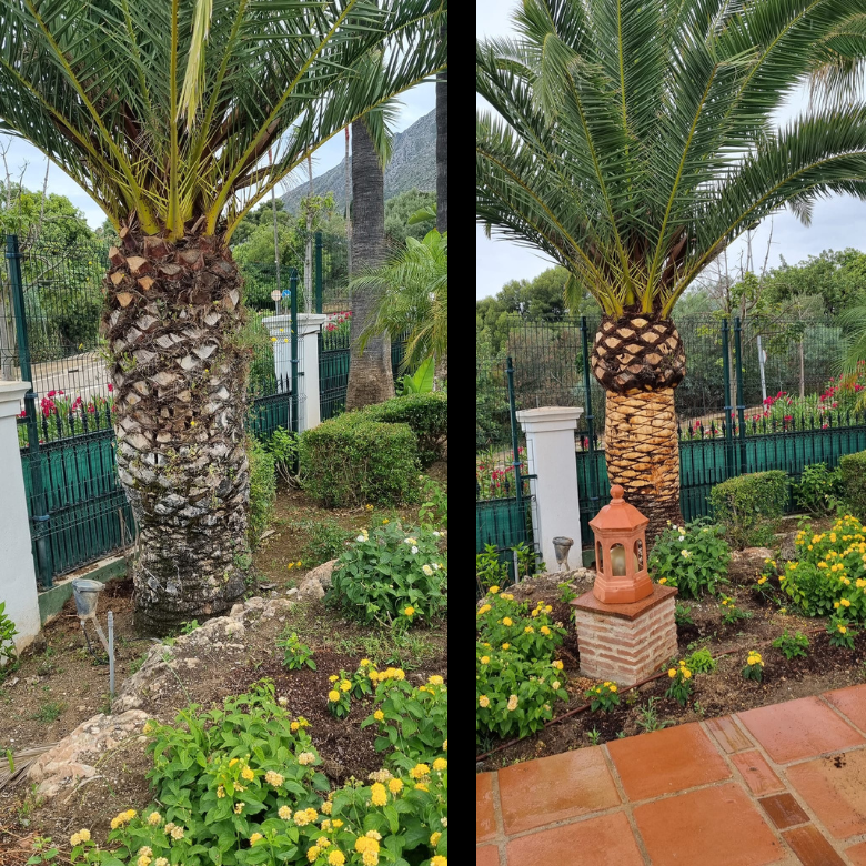 Images Pruning Palms And Garden Service Poda De Palmeras Y Jardinería En Málaga