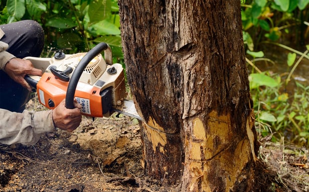 Images Meyer Tree Service