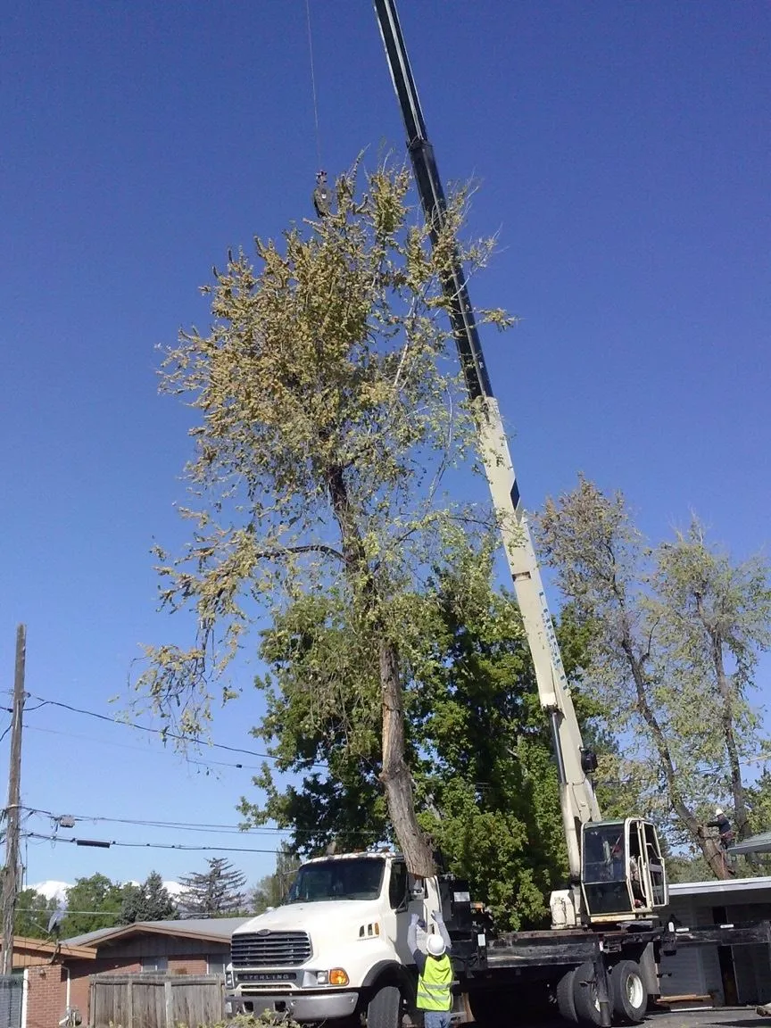 South Valley Tree Image