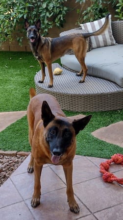 Images Del Mar Doggers dog walking, dog sitting, overnight stays