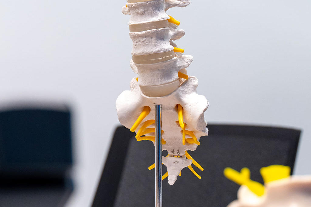 Spine/Vertebrae model.