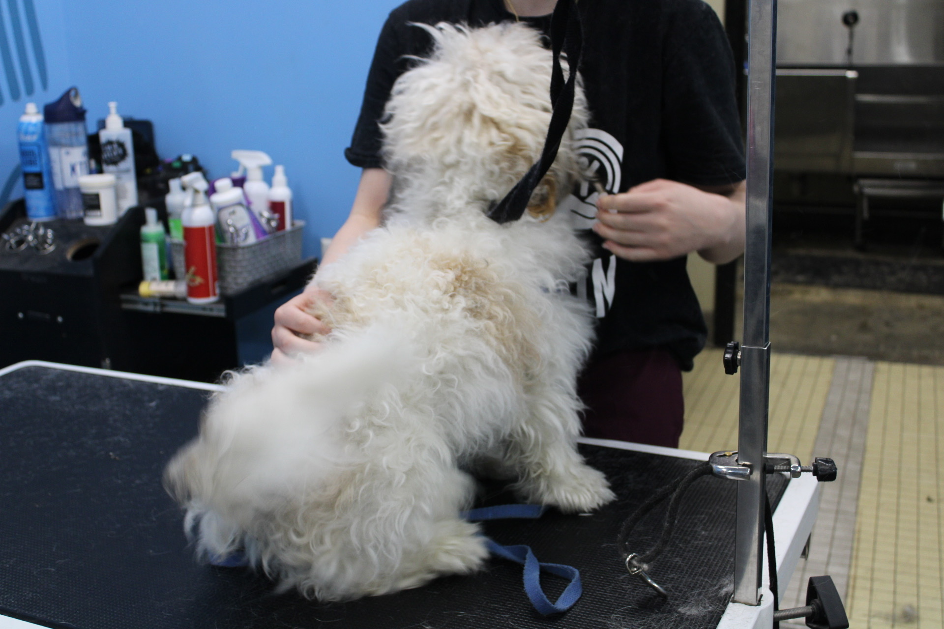 Image 2 | Pet Wash & Grooming Portage