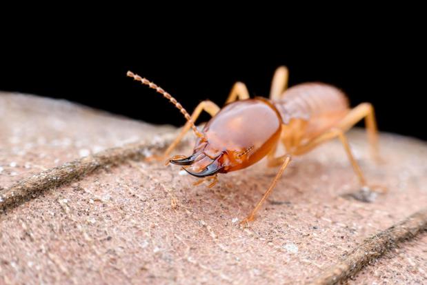 Images Ecola Termite and Pest Control Services