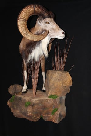 Images Safari Life Taxidermy
