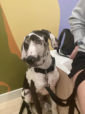 Images Petfolk Veterinary & Urgent Care - East Cobb Marietta