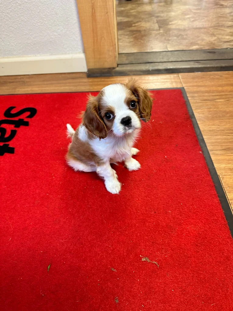 My team and I would love to help make your insurance experience woof-while! Call us today.