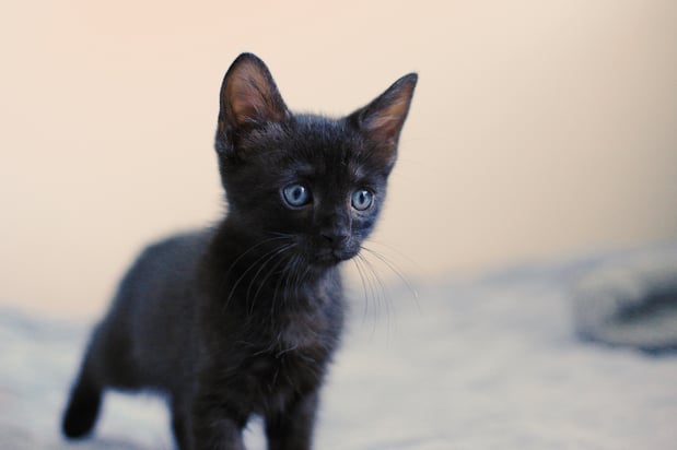 Images VCA McClave Animal Hospital
