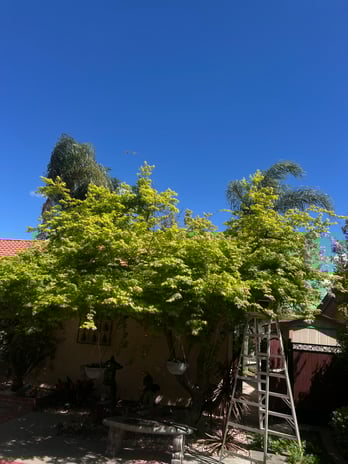 Images Sierra landscaping