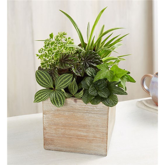 A lush garden that creates a mini oasis in any space. Our classic dish garden is designed with a variety of shapes & shades of fresh green plants for lasting beauty. Complementing the arrangement is our grey-washed wooden cube, featuring soft, natural tones and textures that add warmth to any décor, while bringing instant happiness to somebody’s day.
