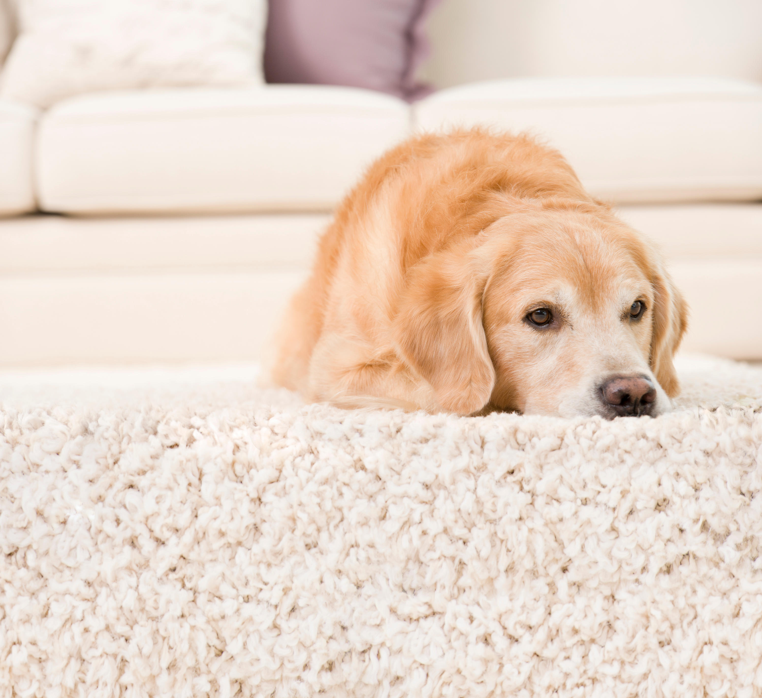 Got pet dander? One call to Zachary's Chem-Dry, and those allergens won't be a problem anymore Zachary's Chem-Dry Jacksonville (904)620-7310