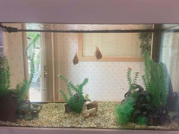 Images Blue Ash Smiles