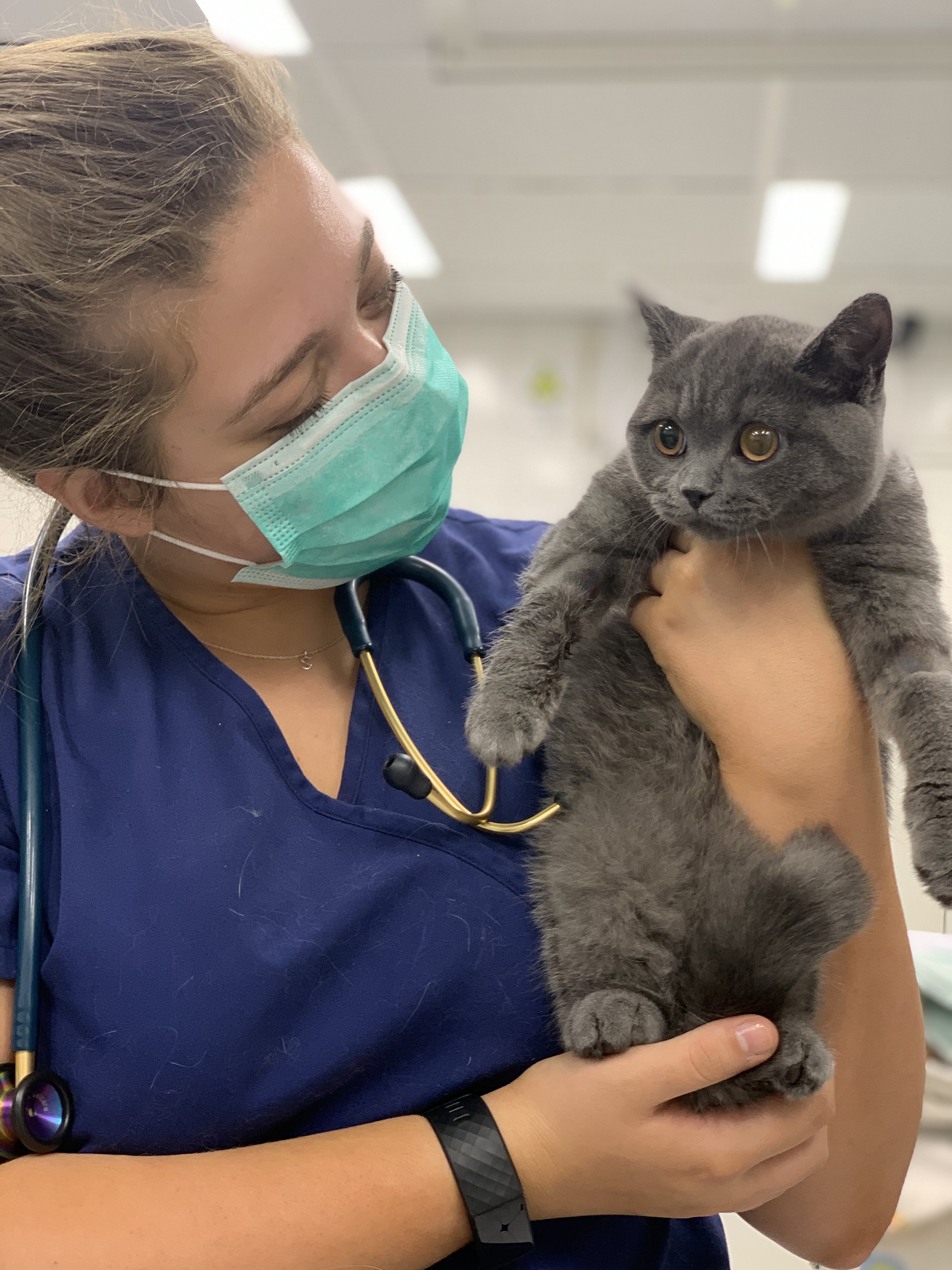 Images Streatham Hill Veterinary Surgery