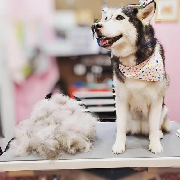 Images Woof Gang Bakery and Grooming Sugar Land