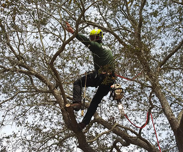 Images Ken's Tree Service