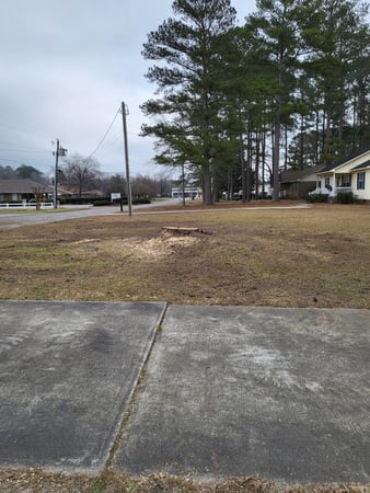 Images Carolina Tree Experts