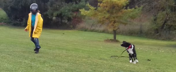 Hundeschule Engelmann, Buchenstrasse 6 in Veitsbronn