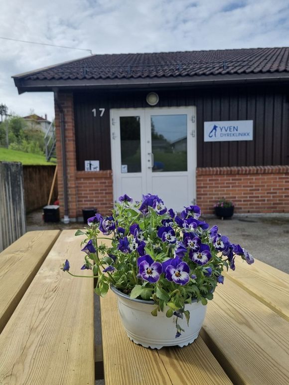 Images Yven Dyreklinikk AS