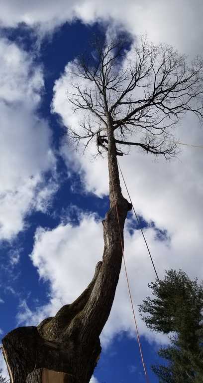 Mendoza Tree Expert Photo