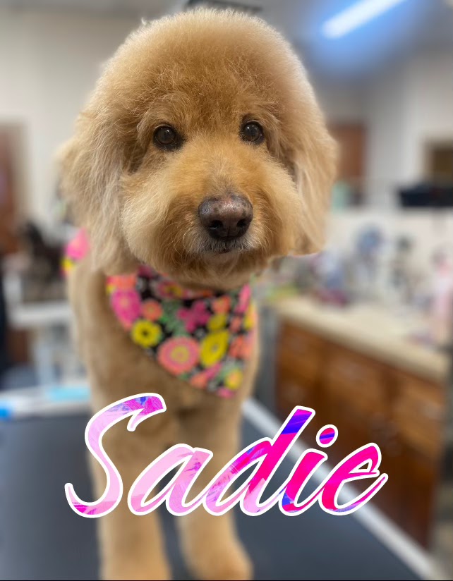 A medium shot of a golden-colored poodle mix dog named Sadie, wearing a colorful floral bandana, stands on a grooming table. The dog has a freshly groomed, fluffy coat. The background is blurred, showing what appears to be a pet grooming salon with shelves and cabinets.