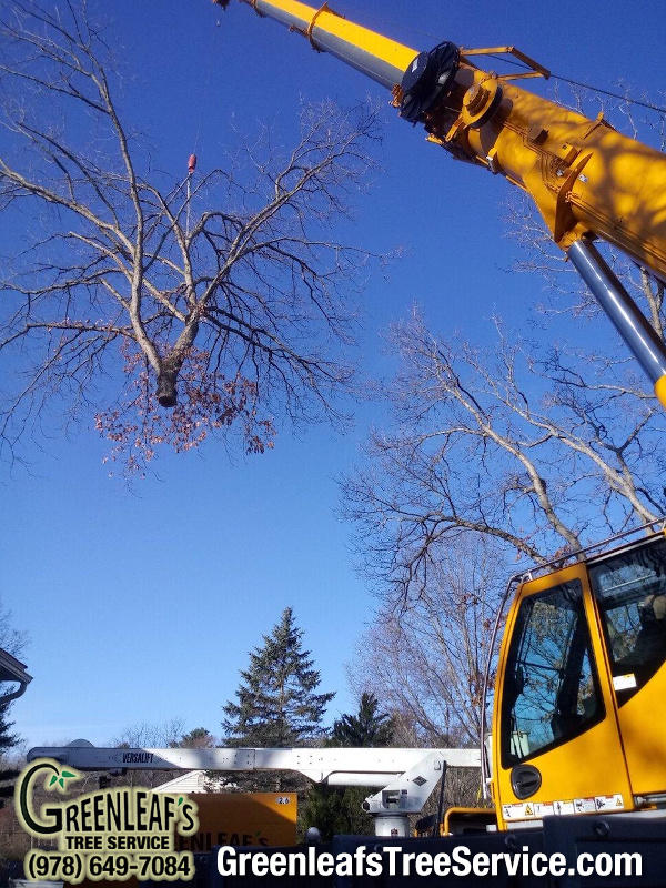 Greenleaf's Tree Service Photo