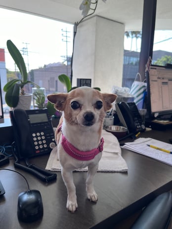 Images VCA West Los Angeles Animal Hospital