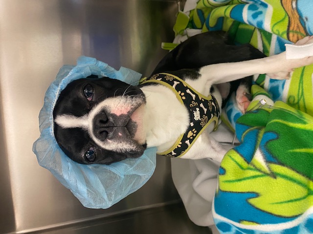 Images VCA Green Animal Hospital