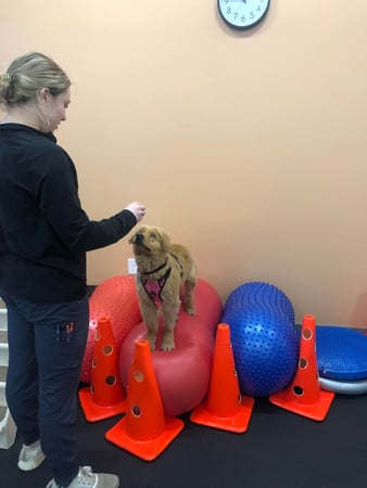 Images Lowell Road Veterinary Center