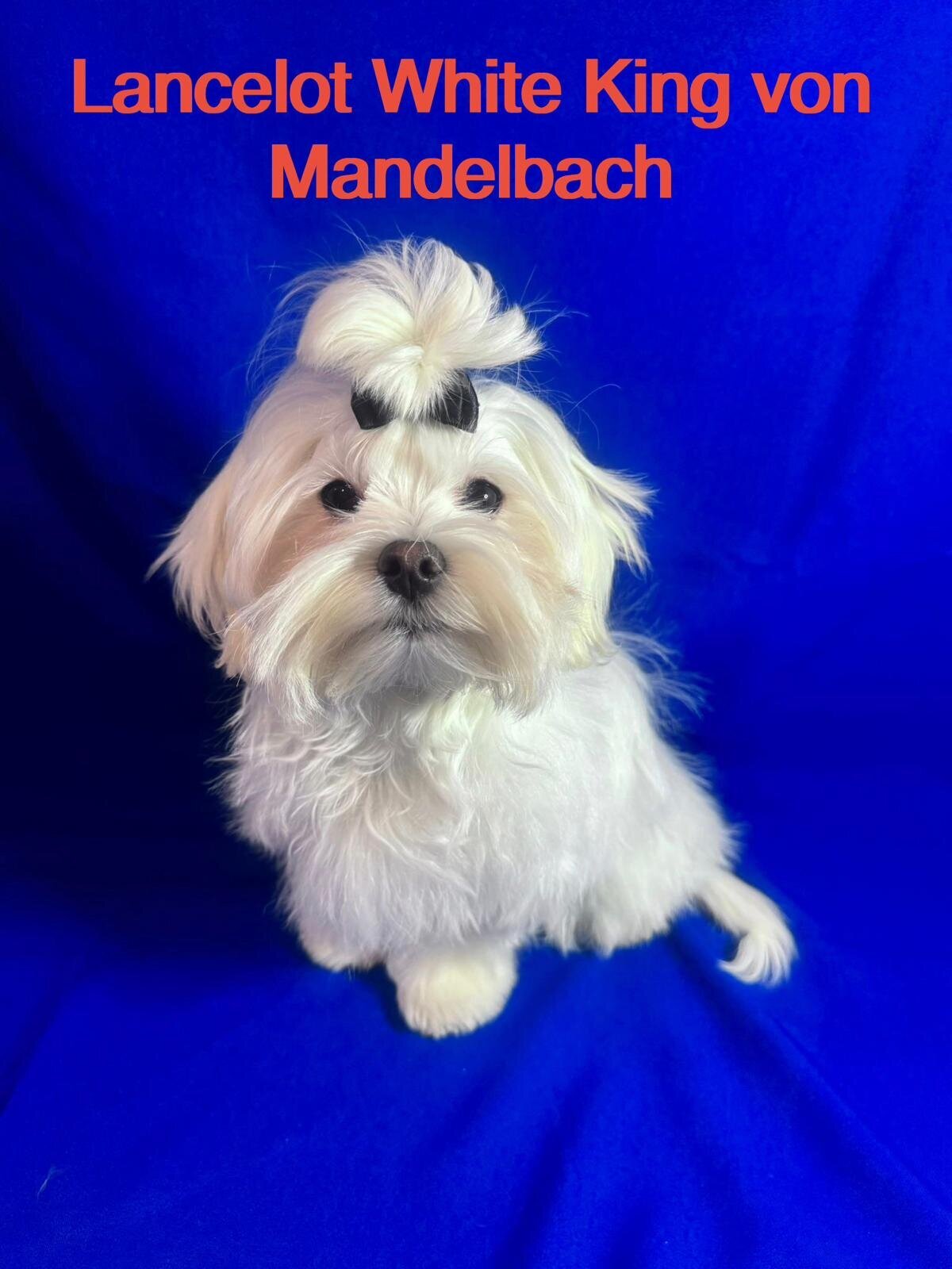 Malteser von Mandelbach, Seyweilerstraße 40 in Blieskastel