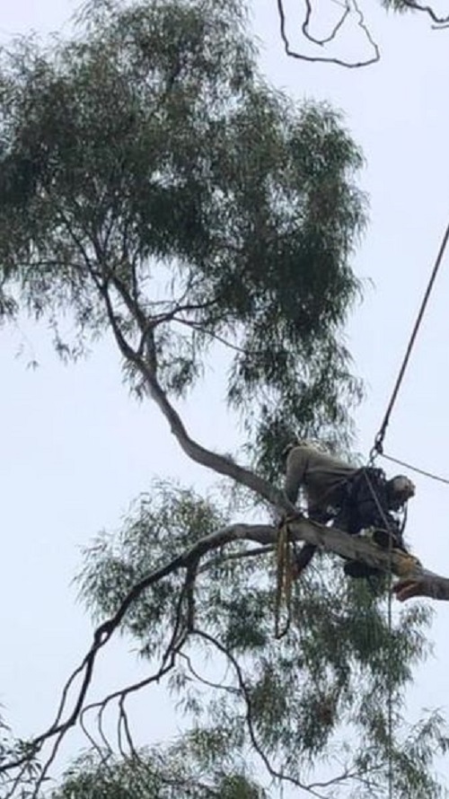 Images All Suburbs Tree & Stump Removal